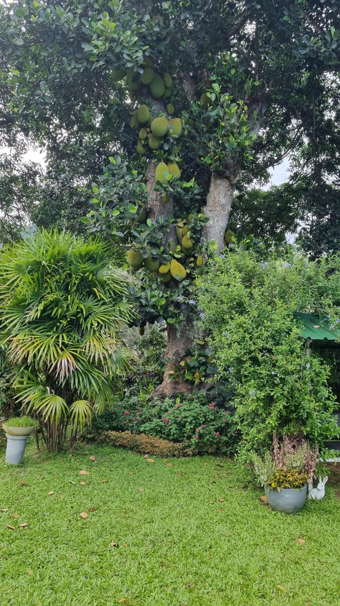 Sithara Estate Bungalow Элла Экстерьер фото